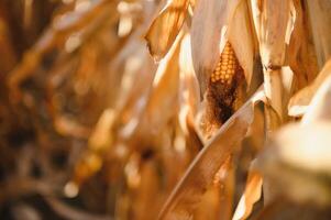 Agricultural field on which grow and change the color of ripe corn. Photo taken closeup with a small depth of field. Autumn season.