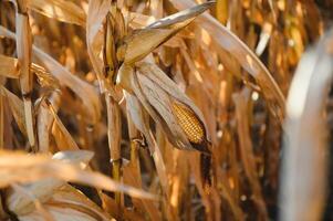 Agricultural field on which grow and change the color of ripe corn. Photo taken closeup with a small depth of field. Autumn season.