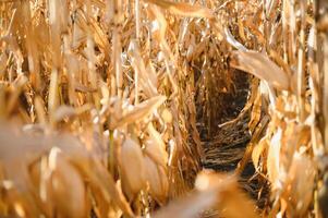 Agricultural field on which grow and change the color of ripe corn. Photo taken closeup with a small depth of field. Autumn season.