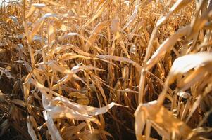 Agricultural field on which grow and change the color of ripe corn. Photo taken closeup with a small depth of field. Autumn season.