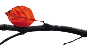 Fiery red creeper leaf contrasted against a dark on the transparent background, Format png