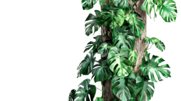 Jungle tree trunk with climbing Monstera on the transparent background, Format png