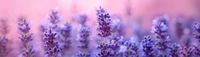 A solid lavender blue background that provides a serene and elegant visual, ideal for showcasing products or objects in the foreground. The soft lavender blue color adds a touch of tranquility and photo