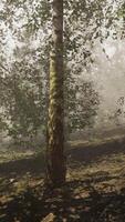 A forest filled with lots of trees covered in fog video