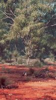 A serene landscape with trees in a rustic field video