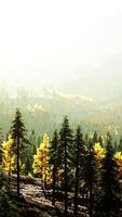 A dense forest with towering trees video