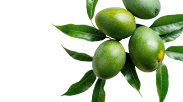 Green mango adorned with leaves on the transparent background, Format png