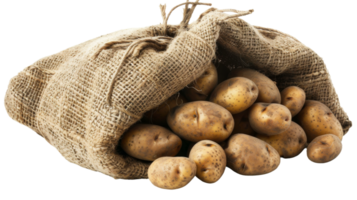 Bundle of potatoes on the transparent background, Format png