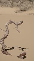 A lone tree in the middle of a desert video