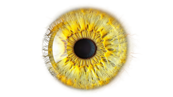 A detailed topdown view of an lemon yellow iris eye on the transparent background, Format png