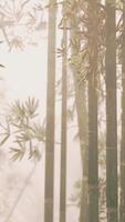 A serene bamboo grove enveloped in a mysterious fog video