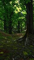 A dense and vibrant forest with a multitude of majestic trees video