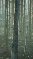 A charred and desolate forest landscape after a devastating fire video