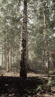 A dense birch forest with towering trees reaching towards the sky video