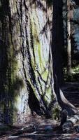 A majestic tree standing tall in the heart of a lush forest video
