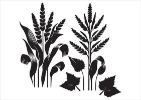 Corn stalks and barley grain are combined in a multipurpose cornstalk silhouette set. vector