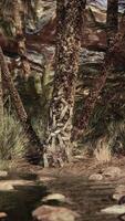 A serene forest stream surrounded by lush palm trees video