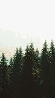 fir trees on meadow between hillsides with conifer forest in fog video
