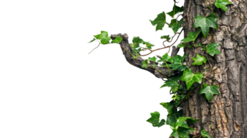 Jungle tree trunk adorned with climbing Monstera vine on the transparent background, Format png