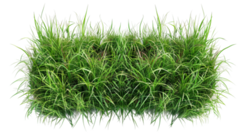 Border of Bermuda grass on the transparent background, Format png