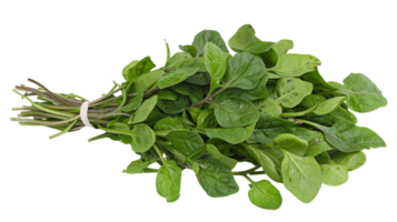 A fresh bunch of spinach leaves, deep green and vibrant on the transparent background, Format png