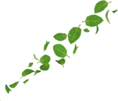 falling green peppermint png