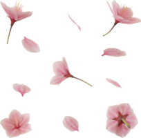 en volant rose Cerise fleur pétale png