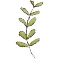 Leaf clipart elements are hand drawn and isolated. png