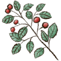 Leaf clipart elements are hand drawn and isolated. png