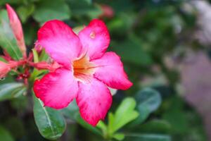 Adenium obesum is a popular ornamental and bonsai plant in temperate climates photo