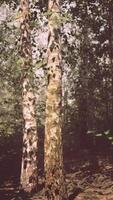 A dense birch forest with towering trees and dappled sunlight filtering video