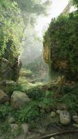 A dense and vibrant green forest with a variety of tall trees video