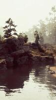 A stream running through a forest filled with trees video
