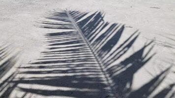 Shadows of palm leaves move on the warm sand of the Maldives. video