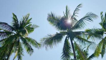 The sun shines brightly through the leaves of palm trees against a blue sky on a tropical island. video