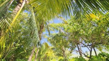 Walking through an avenue of palm trees with sunbeams through the palm leaves. video
