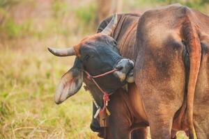 A cow with a red rope around its neck is standing in a field photo