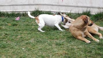Kolla på hundar spelar glatt i de parkera, interagera med varje Övrig i de gräs- utomhus video