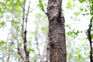 Tree has dry bark covering the trunk in the wild and jungle forest photo