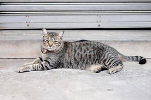 Portrait of a grey striped cat photo