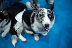 top view close up merle blue Cardigan Welsh Corgi dog on dog leash with dogs owner in public event exhibition hall photo