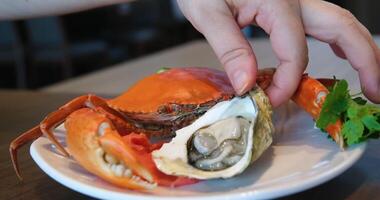 Oyster crab. Fresh seafood and fish rotate. On a white background. High quality video