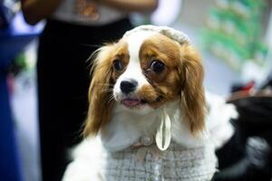 top view close up Cavalier King Charles Spaniel dog on dog leash with dogs owner in public event exhibition hall photo