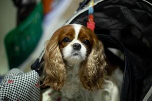 close up fluffy fatty fur Cavalier King Charles Spaniel face in the dog Stroller cart in publics pet event with blur people background photo