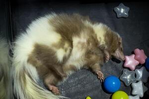 close up skunk pet sleep on the floor while playing colorful ball toy photo