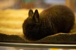 baby Netherland Dwarf Rabbit in the desert environment model mirror box photo