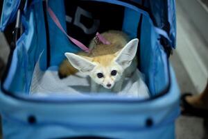close up fluffy fatty fur fennec fox face in the dog Stroller cart in publics pet event with blur people background photo