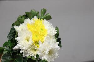 bouquet of yellow and white CHRYSANTHEMUM flowers with red background photo