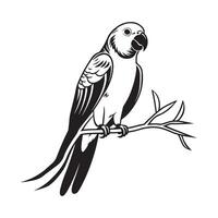 Parrot on a branch Image . Black and white ink illustration of a Parrot vector