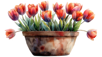 Beautiful watercolor tulip flowers in a pot on a transparent background png
